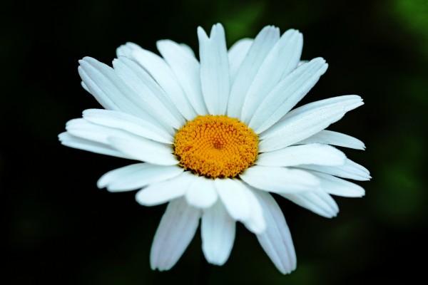 Good Morning Daisy by Deb Oppermann